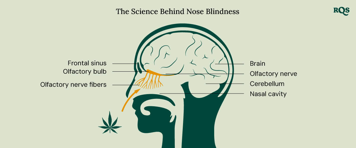 The Science Behind Nose Blindness Illustration titled