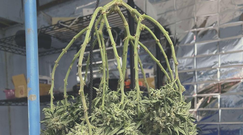 Drying & Curing Drying & Curing